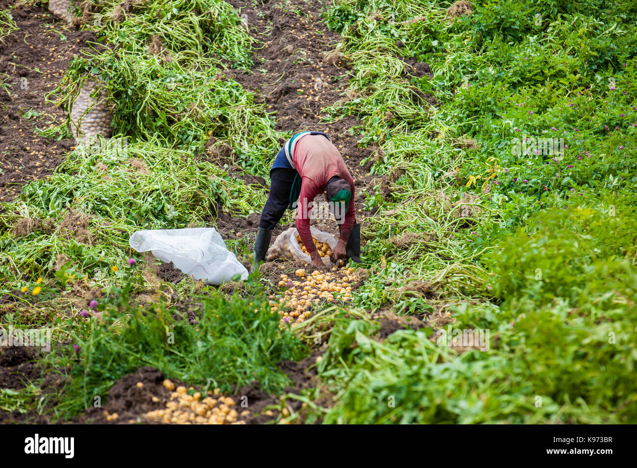 Workers harvesting yellow potato (Solanum phureja) Stock Photo