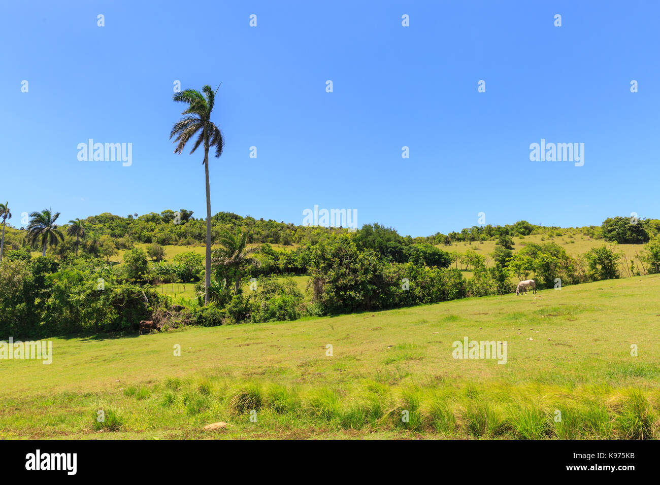 Lush gren countryside landscape in Jibacoa, Mayabeque Province, Cuba Stock Photo