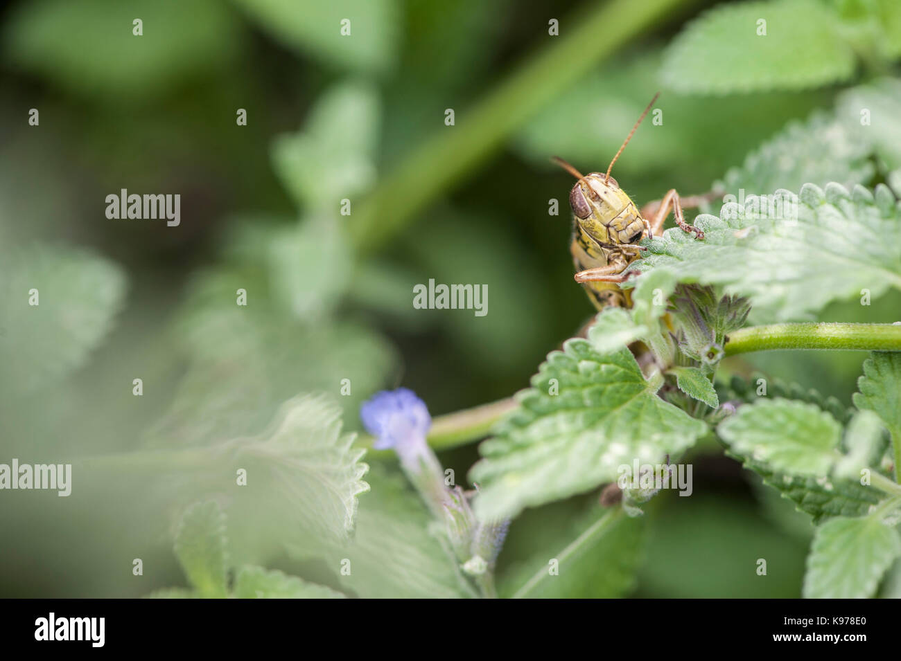 Red-Legged Grasshopper in Cat Mint Plant Stock Photo