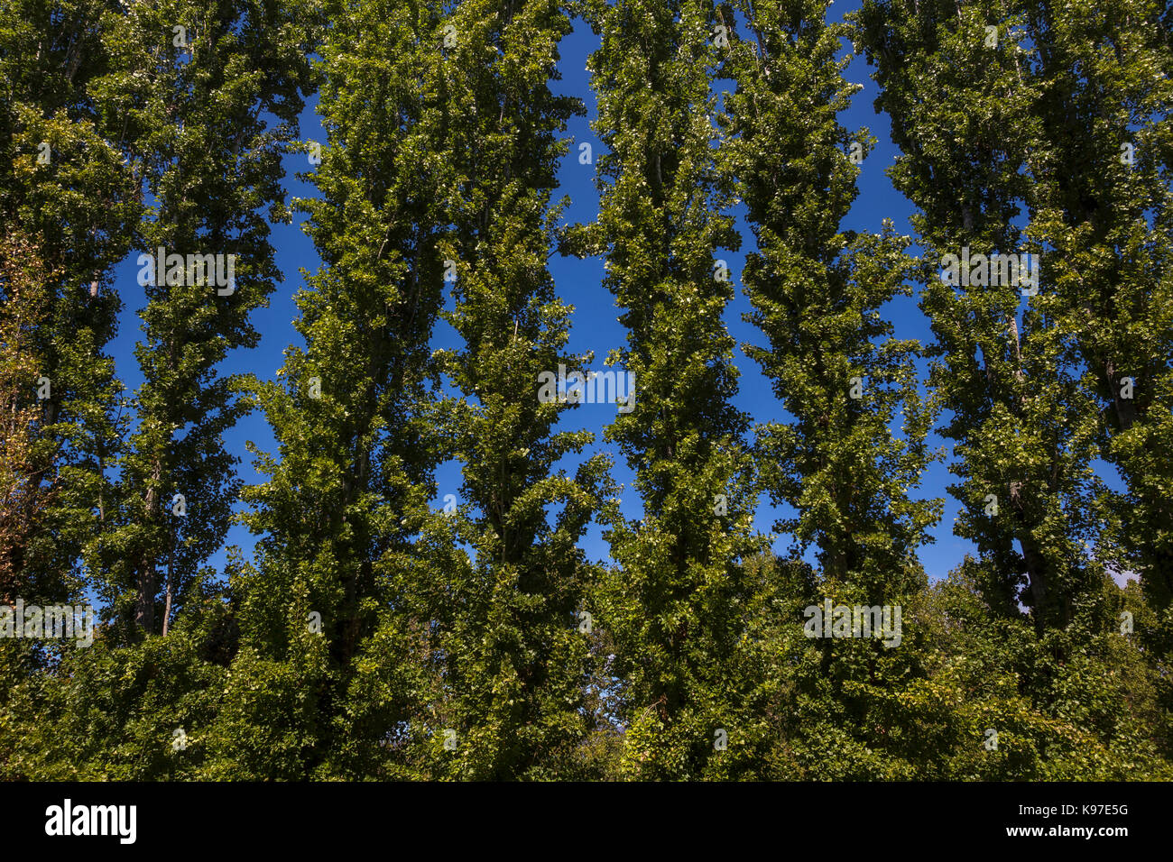 Poplar trees, Jordan Winery, Healdsburg, Alexander Valley, Sonoma County, California, United States, North America Stock Photo