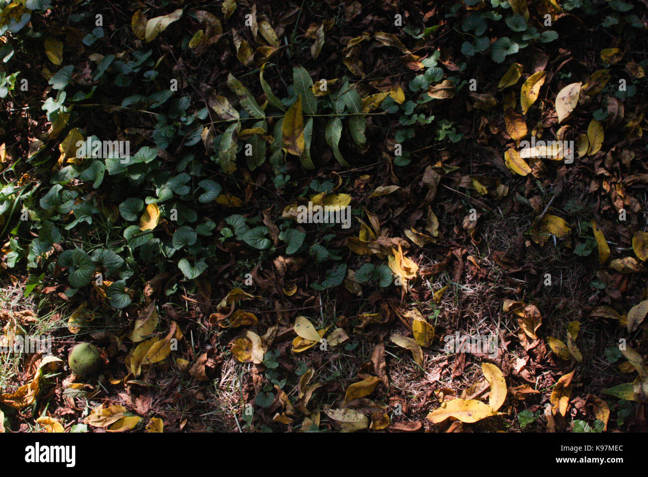 Leafy floor hi-res stock photography and images - Alamy