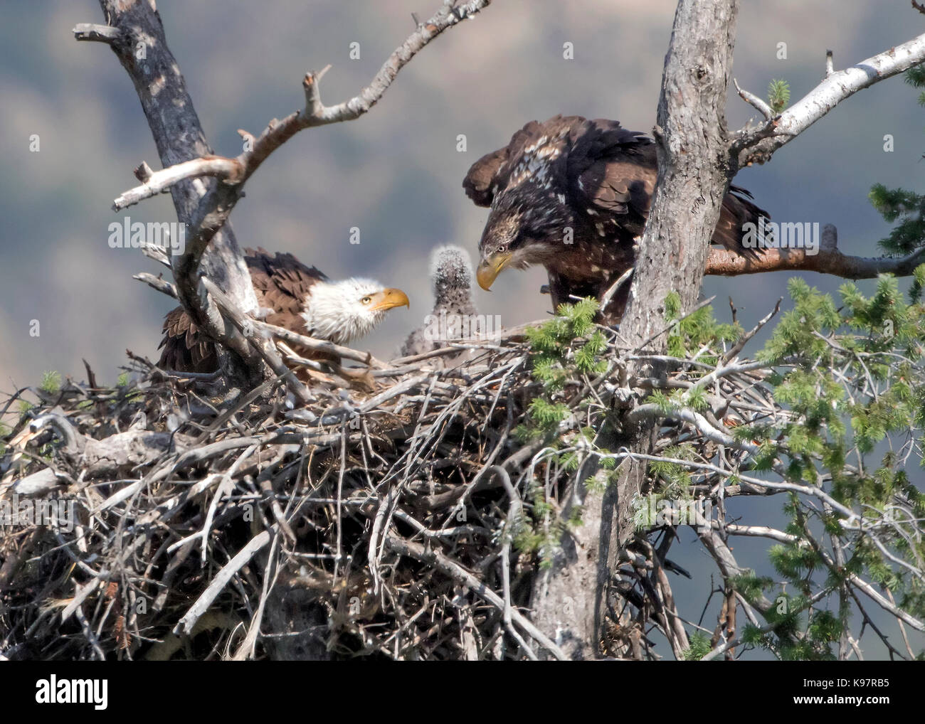 Bald eagle parents funny stare at baby in nest Stock Photo: 160597225