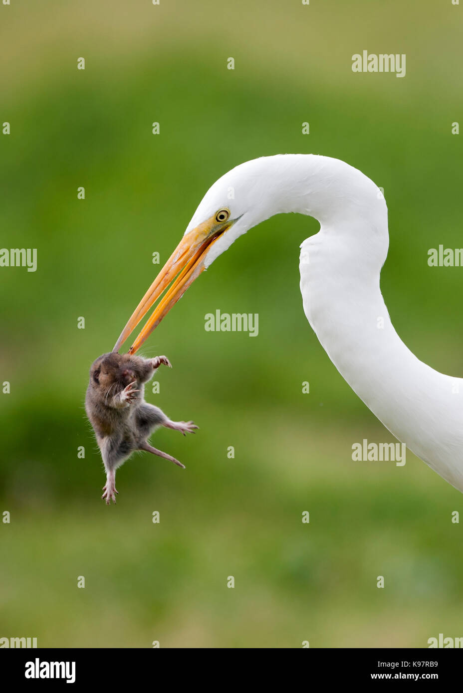 Humorous eye catching hi-res stock photography and images - Alamy