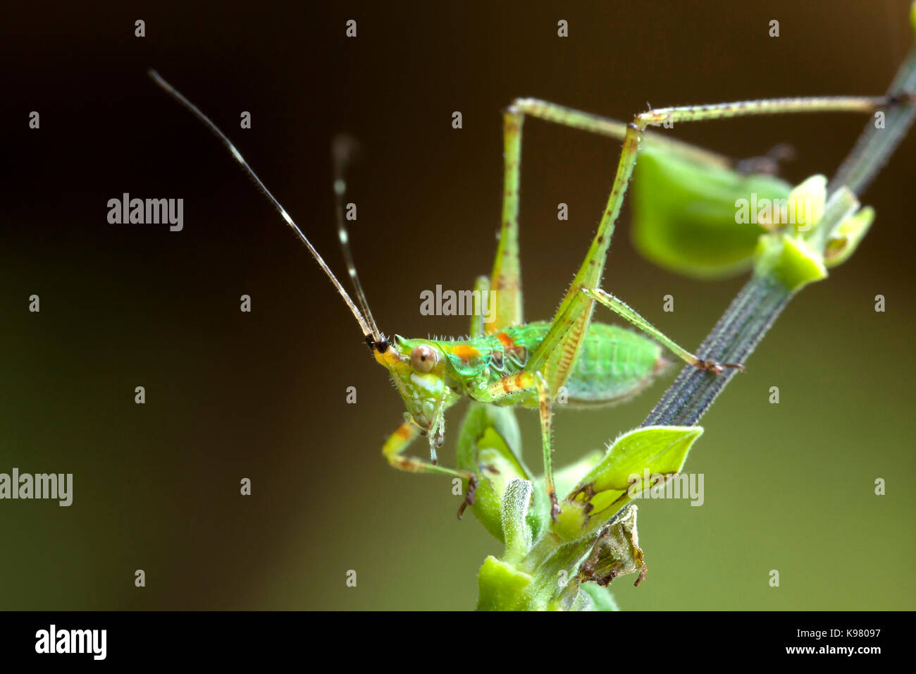 Katydid nymph, aka bush cricket, long-horned grasshopper (Tettigoniidae) - USA Stock Photo