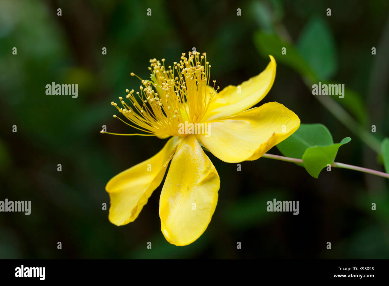 Yellow flower of Rose-of-Sharon shrub plant (Hypericum calycinum), aka Aaron's beard, Great St. John's wort, and Jeruselem star. - USA Stock Photo
