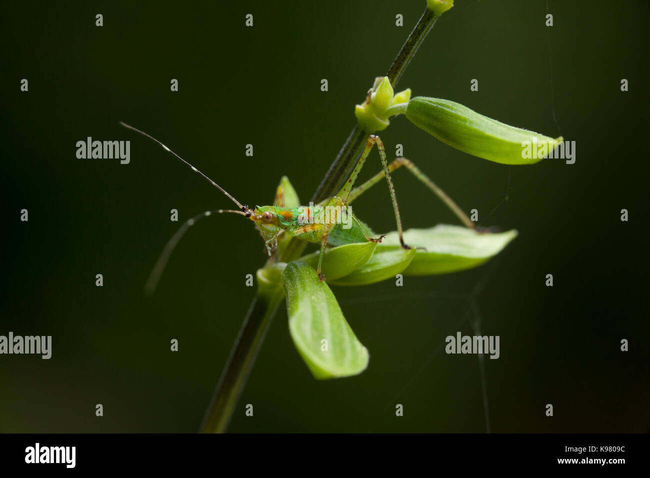 Katydid nymph, aka bush cricket, long-horned grasshopper (Tettigoniidae) - USA Stock Photo