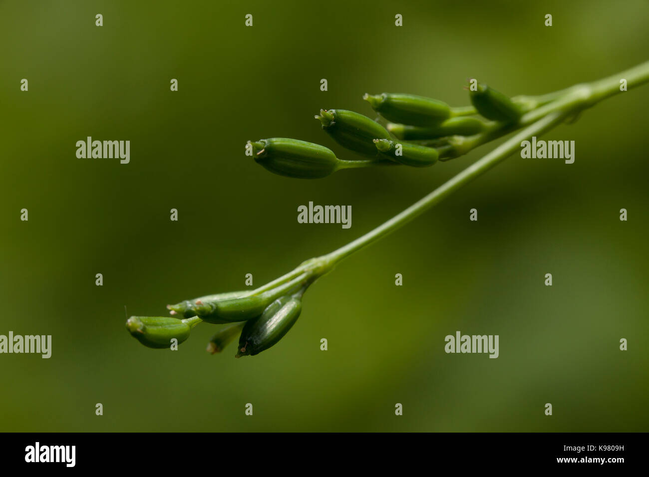 Asian Wild Parsley Seed Pods Hi Res Stock Photography And Images Alamy