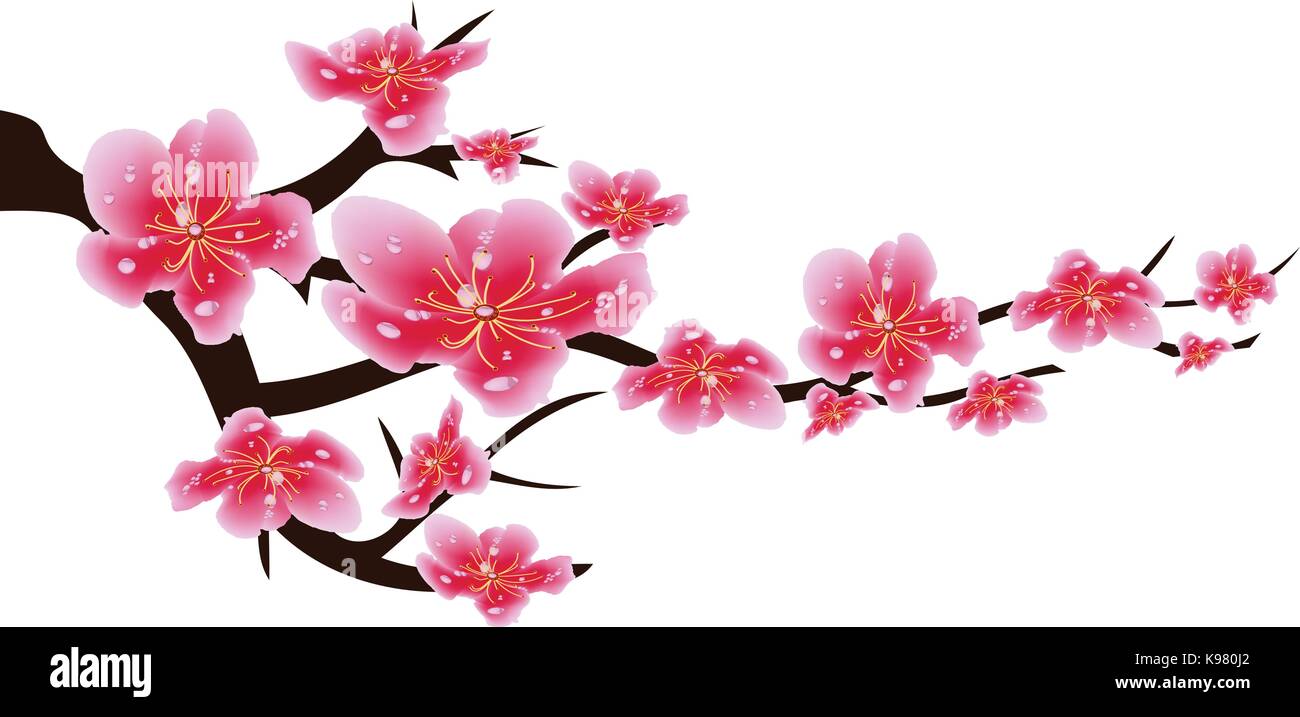 Sakura flowers background. Cherry blossom isolated white background ...