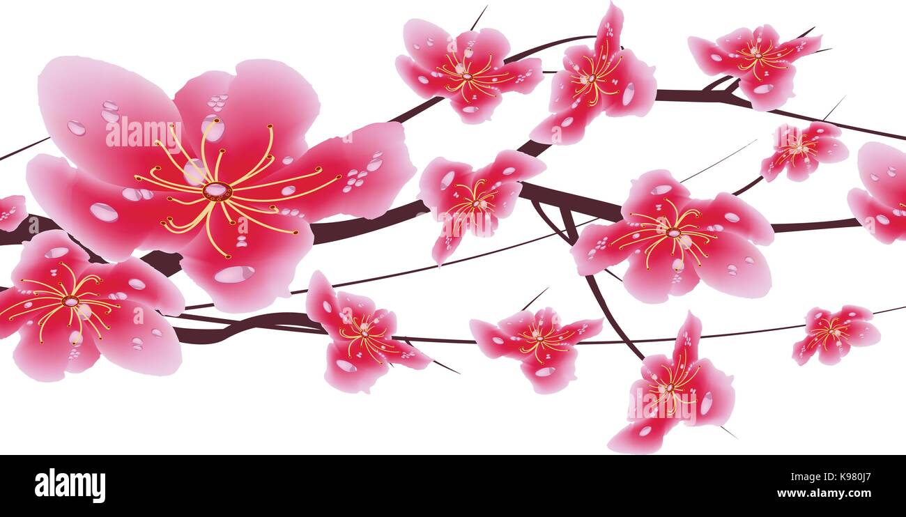 Sakura flowers background. Cherry blossom isolated white background ...