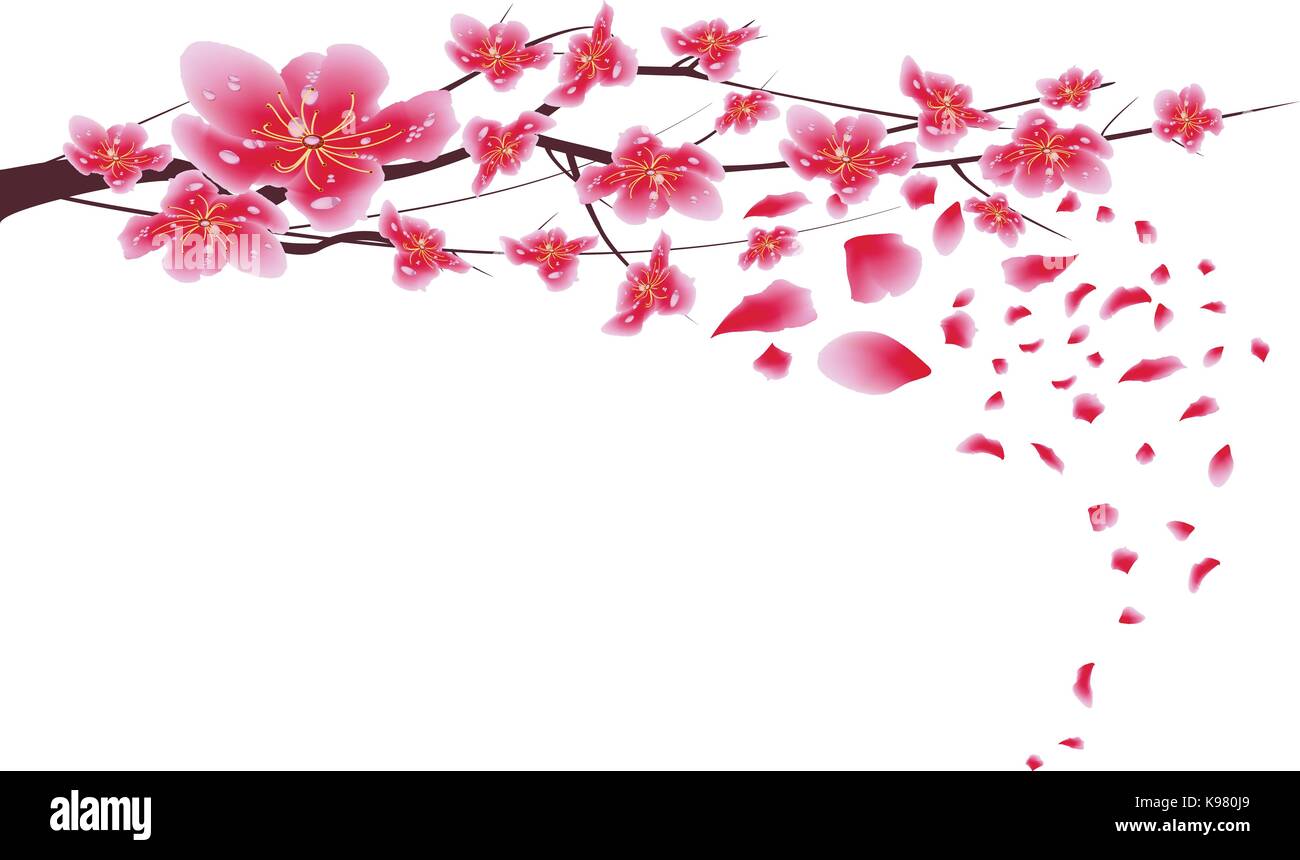 Sakura flowers background. Cherry blossom isolated white background ...