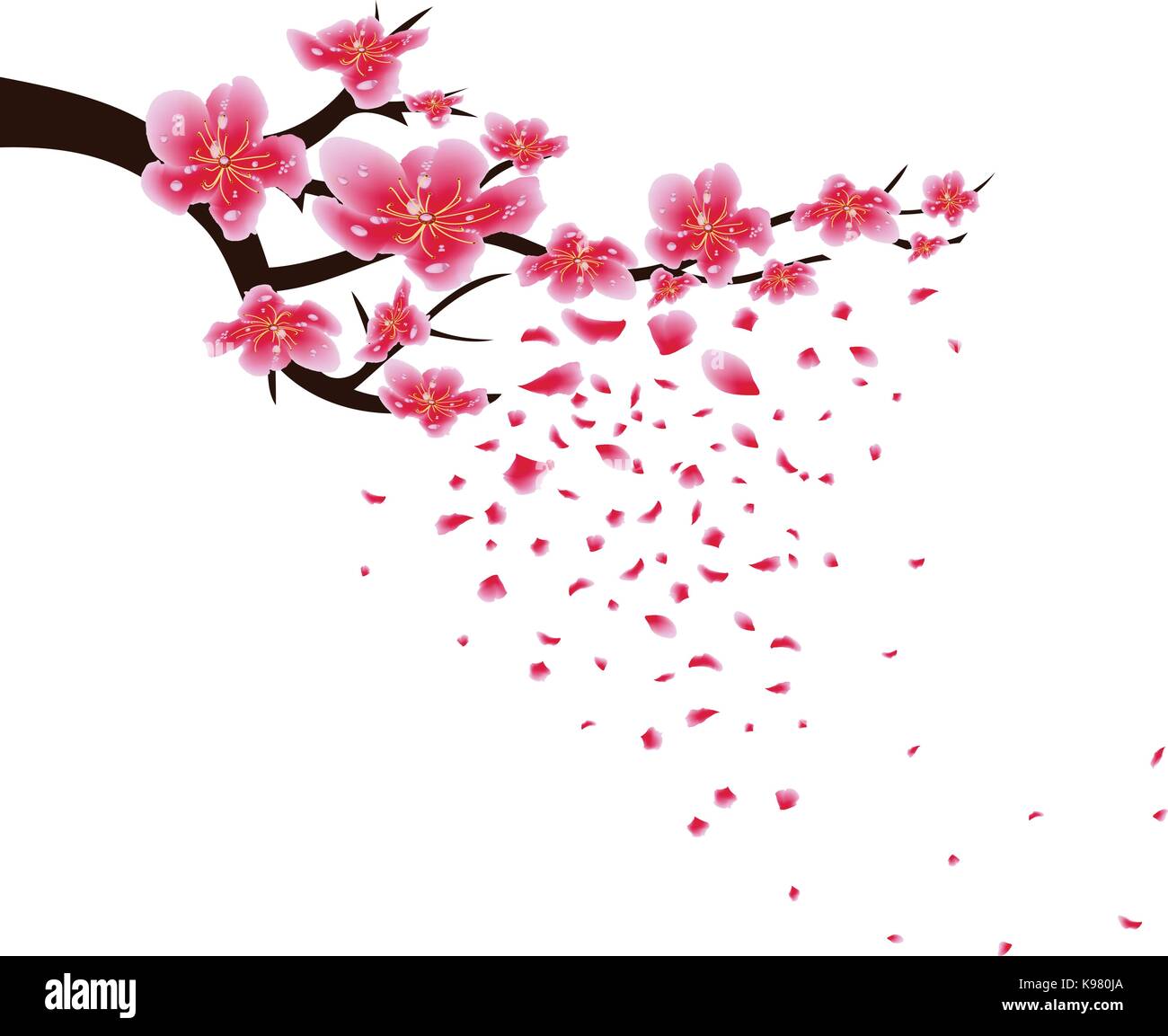 Sakura flowers background. Cherry blossom isolated white background ...