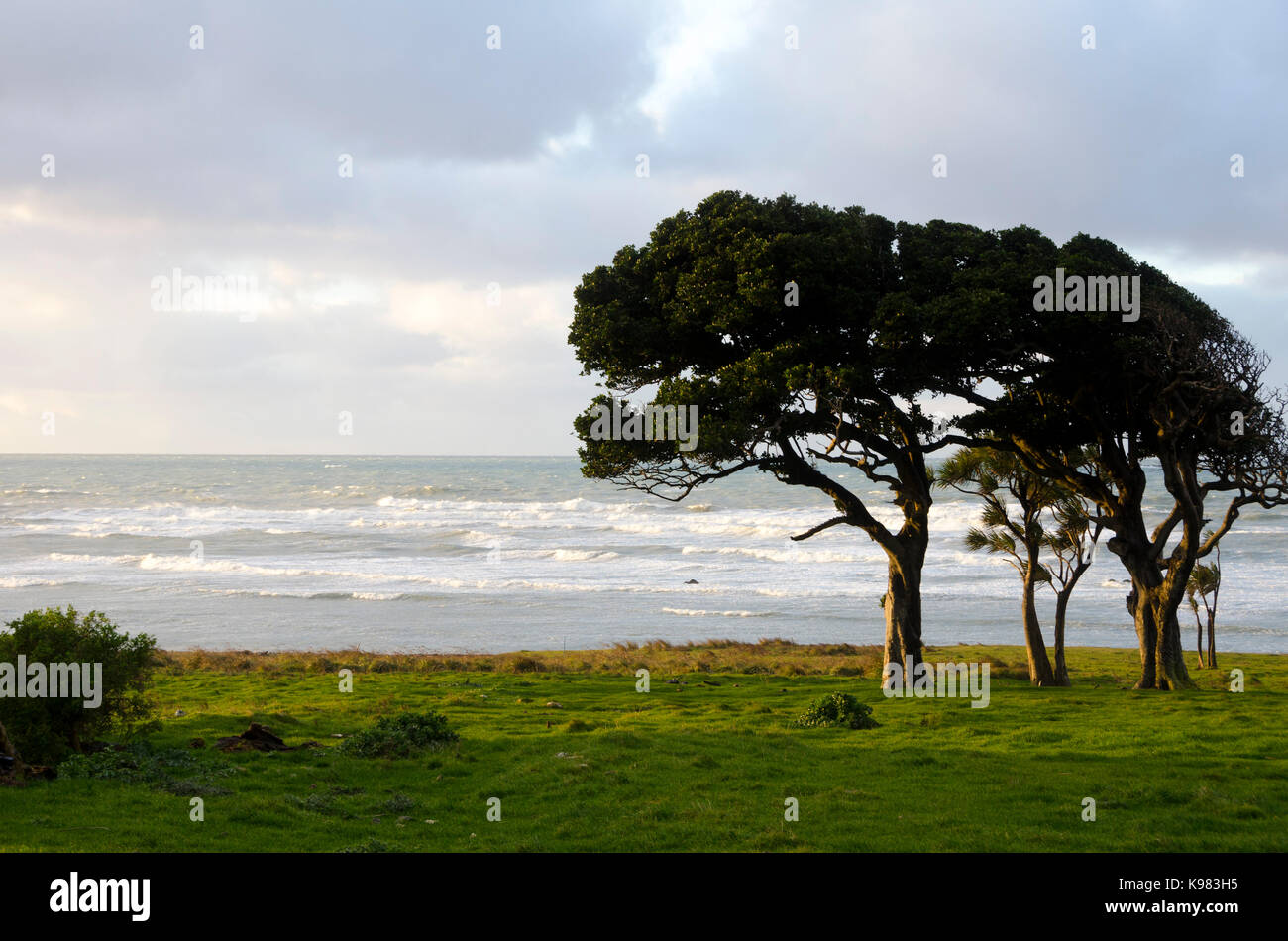 Windblown Karaka trees by sea, Glenburn, Wairarapa, North Island, New Zealand Stock Photo