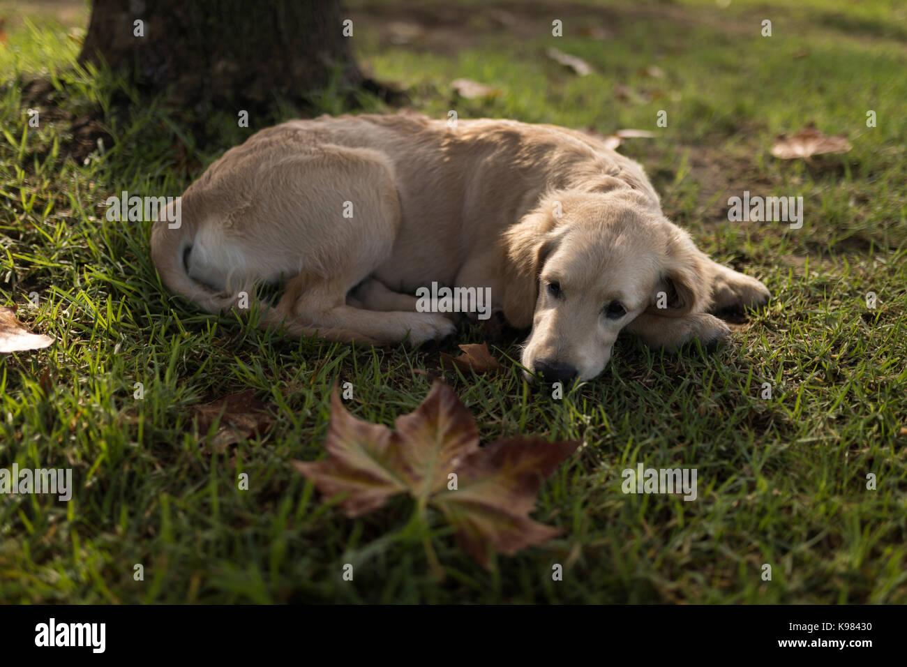 Golden retriever in the park hi-res stock photography and images - Alamy