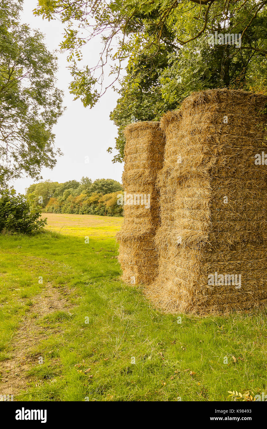 A stubble field with a stack of hay being protected from bad weather by sheltering trees Stock Photo