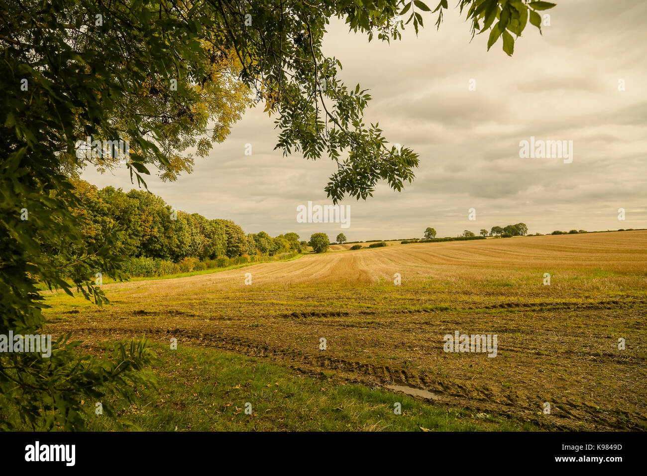 A stubble field with a stack of hay being protected from bad weather by sheltering trees Stock Photo