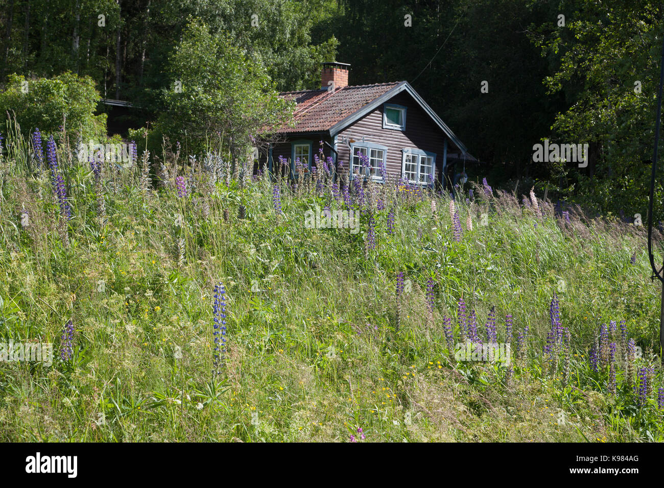 LUPINES at the roadside,an invasive plant that you want to get ride of the flora in Sweden  2017 Stock Photo