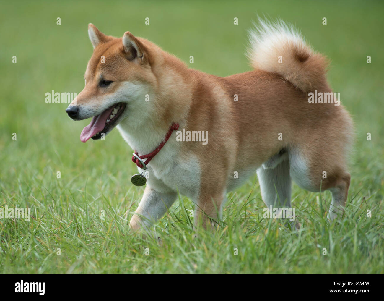 male shiba