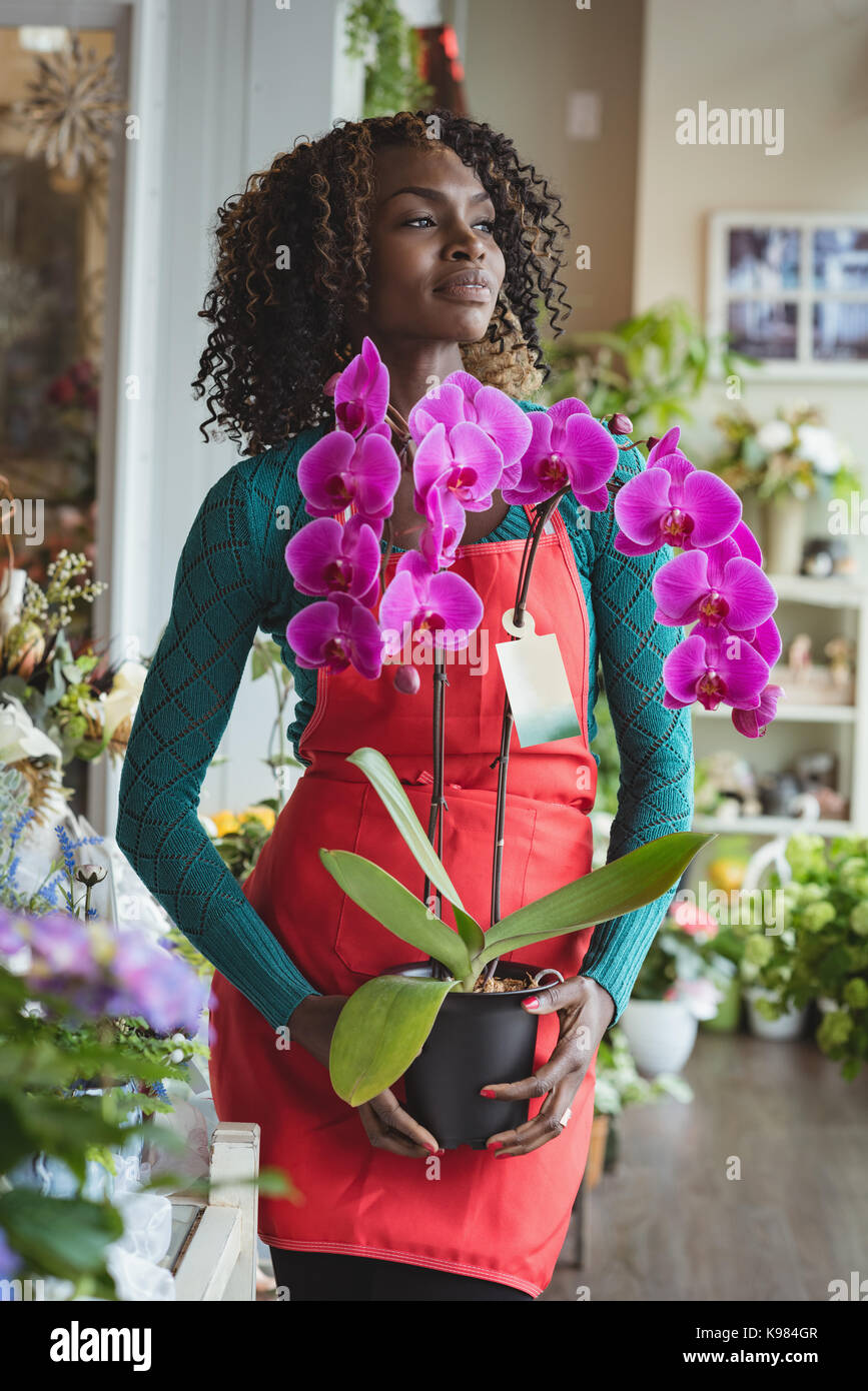 Female florist holding pot plant at his flower shop Stock Photo - Alamy