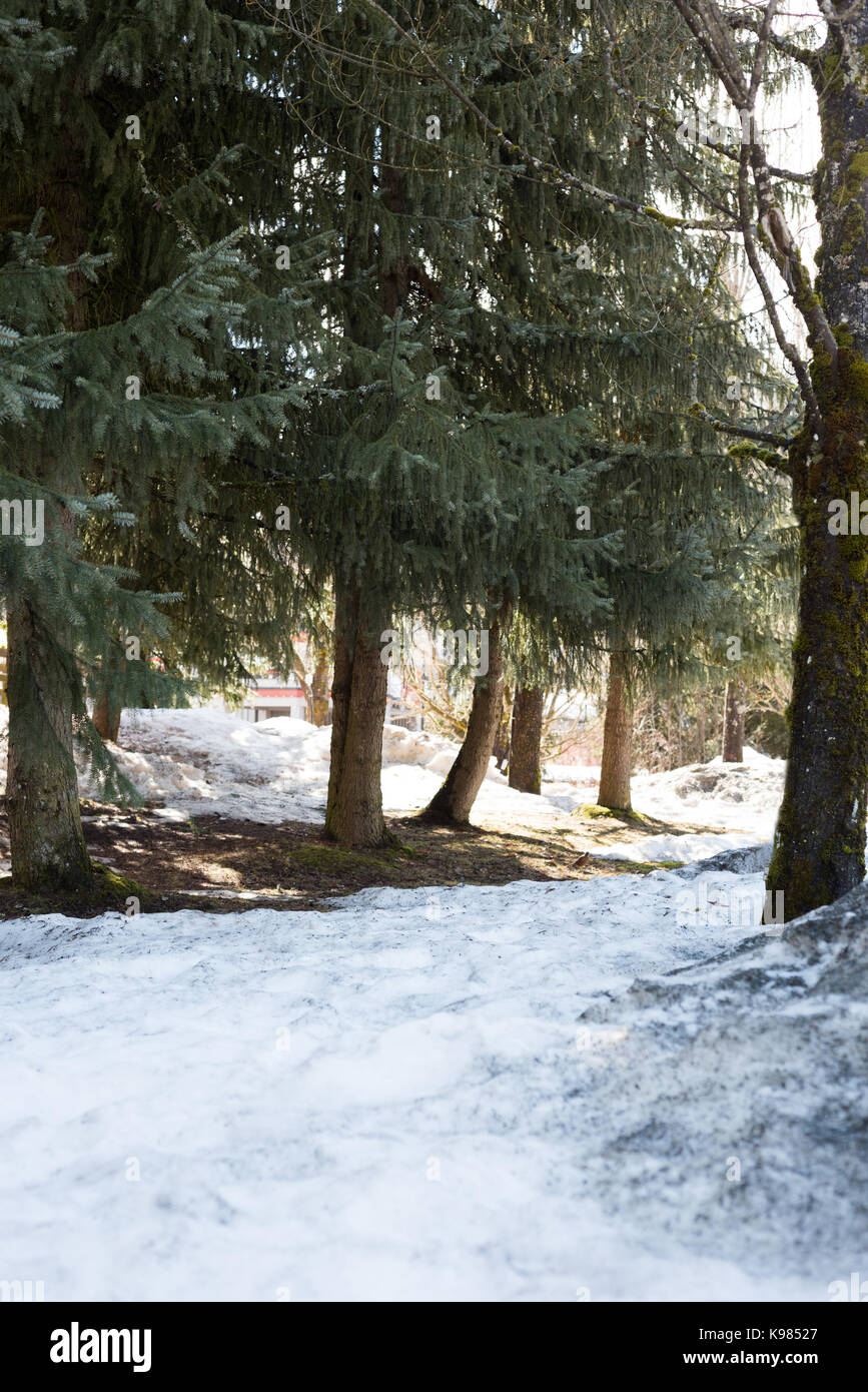 Trees in view hi-res stock photography and images - Alamy