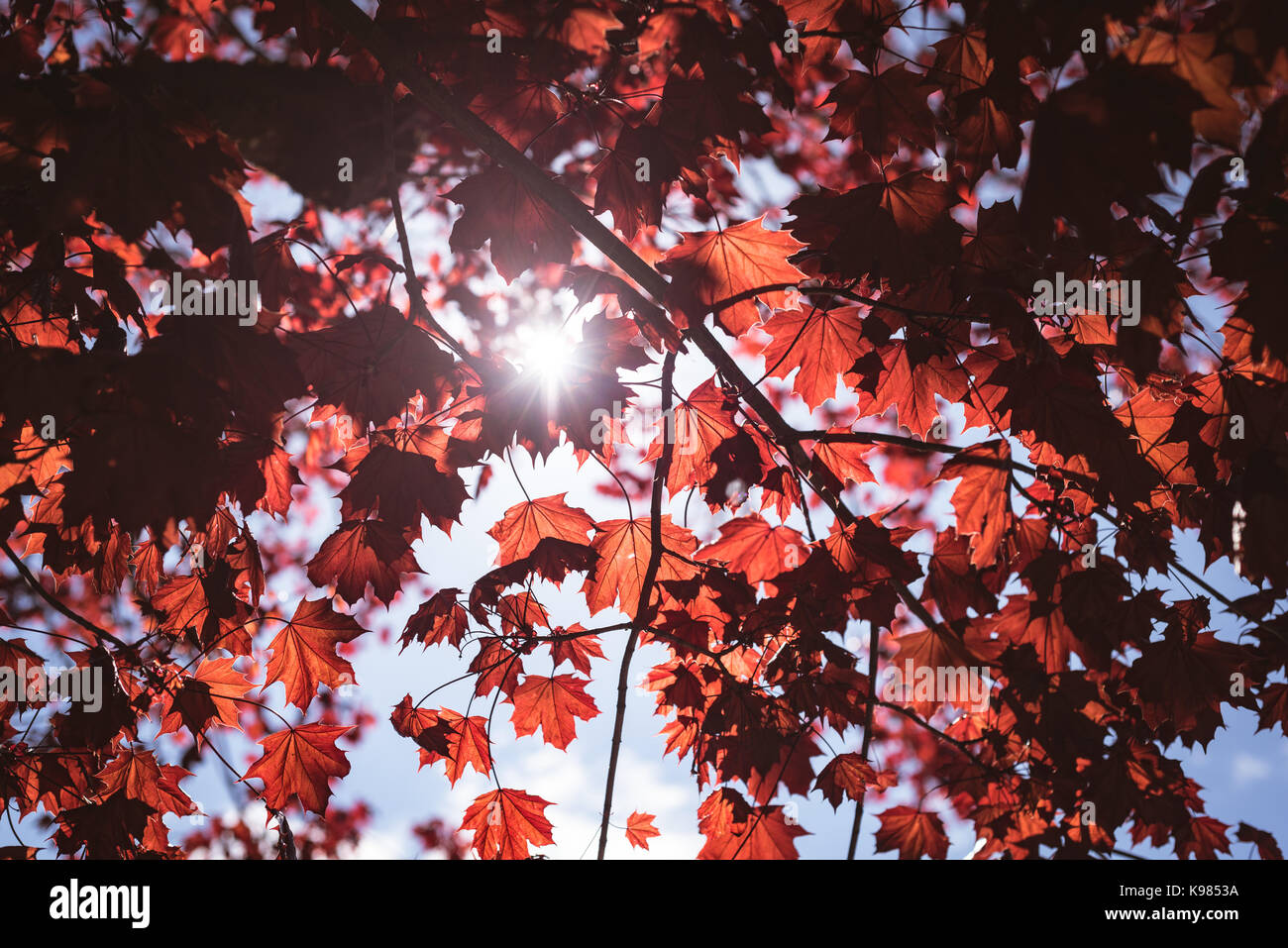 Maple view hi-res stock photography and images - Alamy