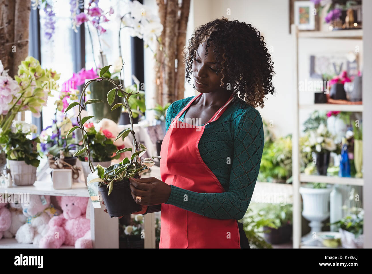 Female florist holding pot plant at his flower shop Stock Photo - Alamy