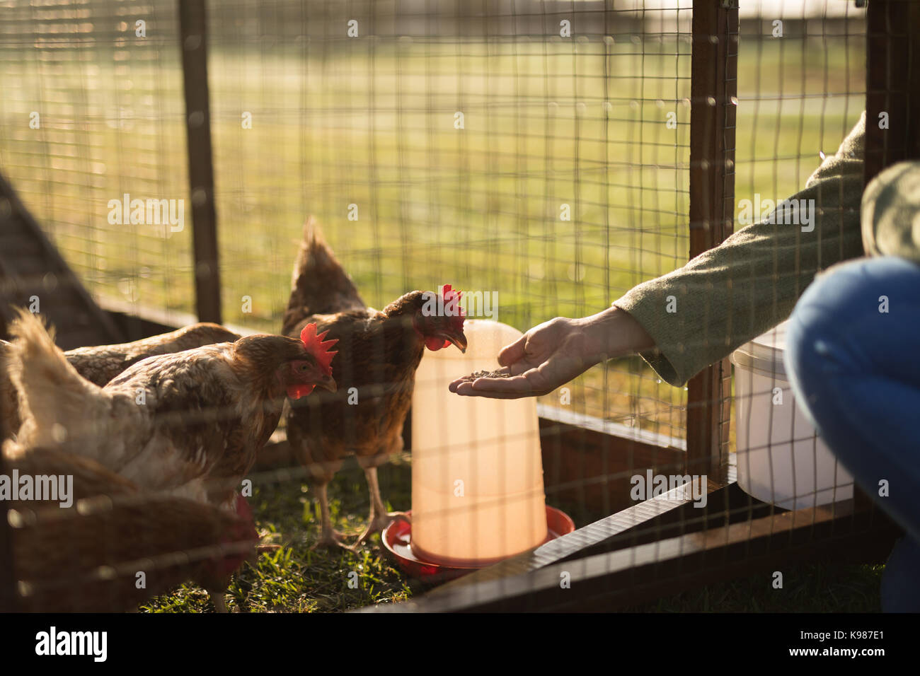 Cropped hand of woman feeding chickens in coop Stock Photo