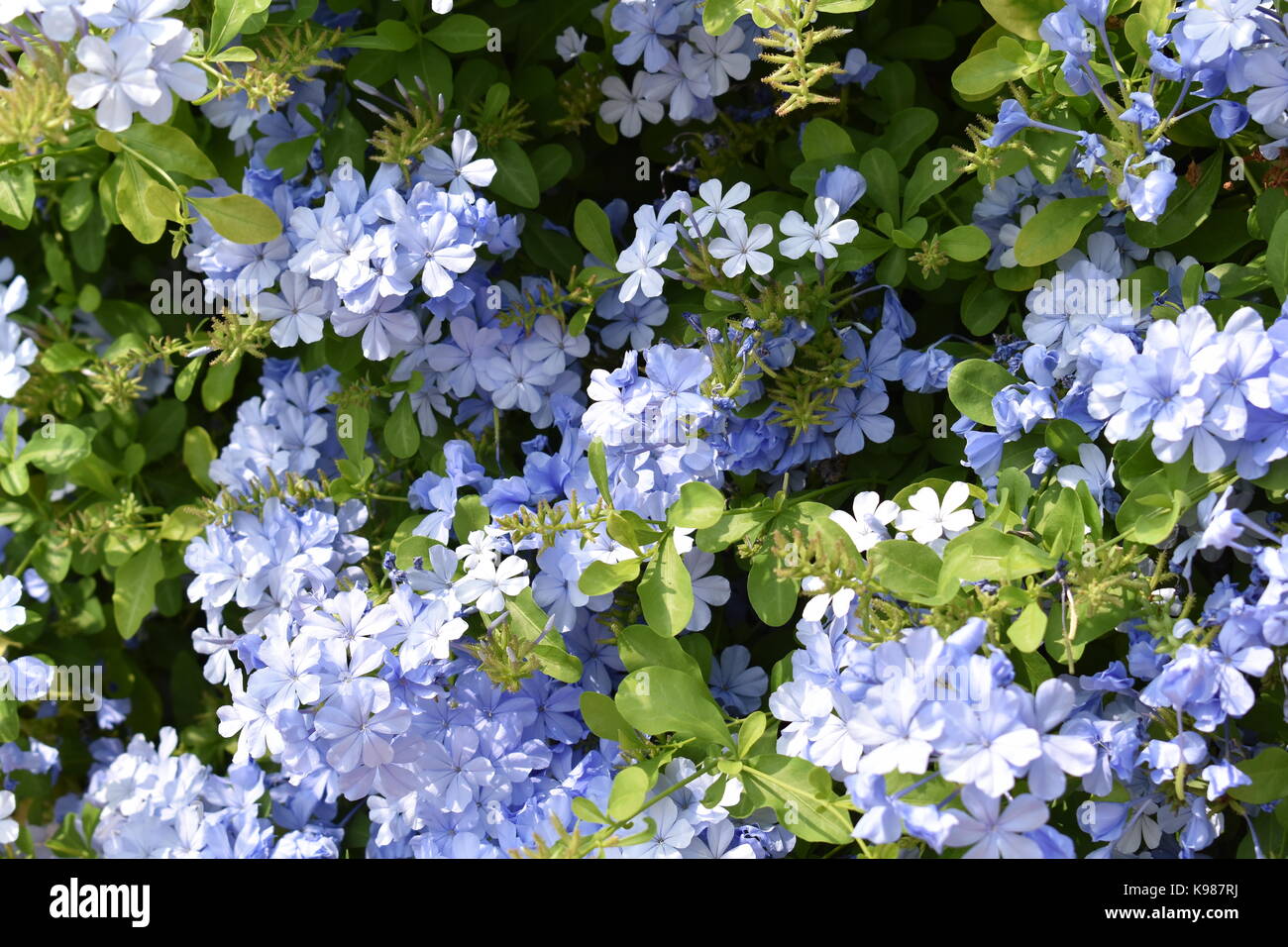 Periwinkle growing under the Cypriot sun Stock Photo Alamy