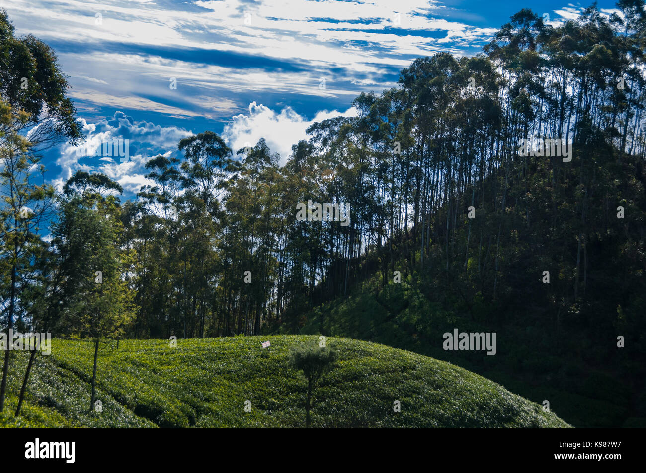 View of the tea plantations from Lipton’s seat Haputale in the Hill Country, Sri Lanka. Stock Photo