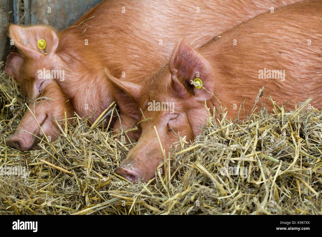 Sus scrofa domesticus, worcestershire pigs asleep in straw pen Stock Photo