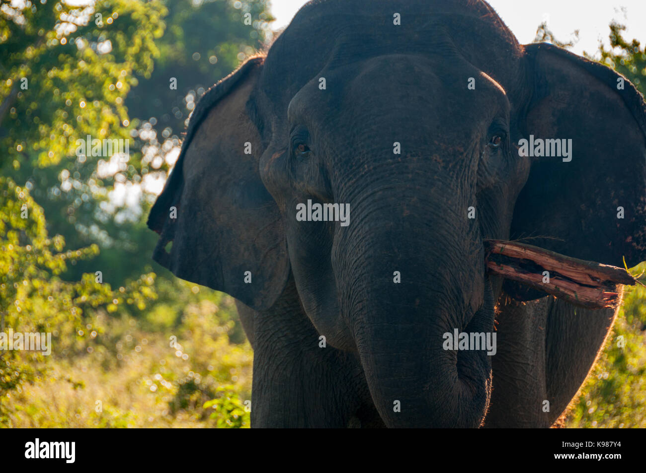 Sri Lankan elephant with wood in its mouth. Uda Walawe National Park, Sri Lanka Stock Photo