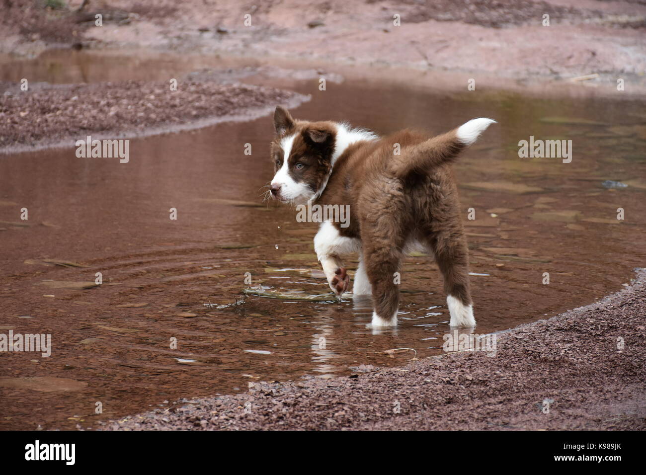 labrador retriever Stock Photo