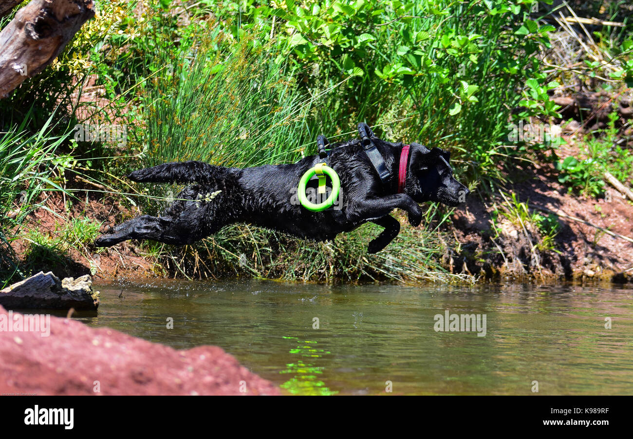 labrador retriever Stock Photo