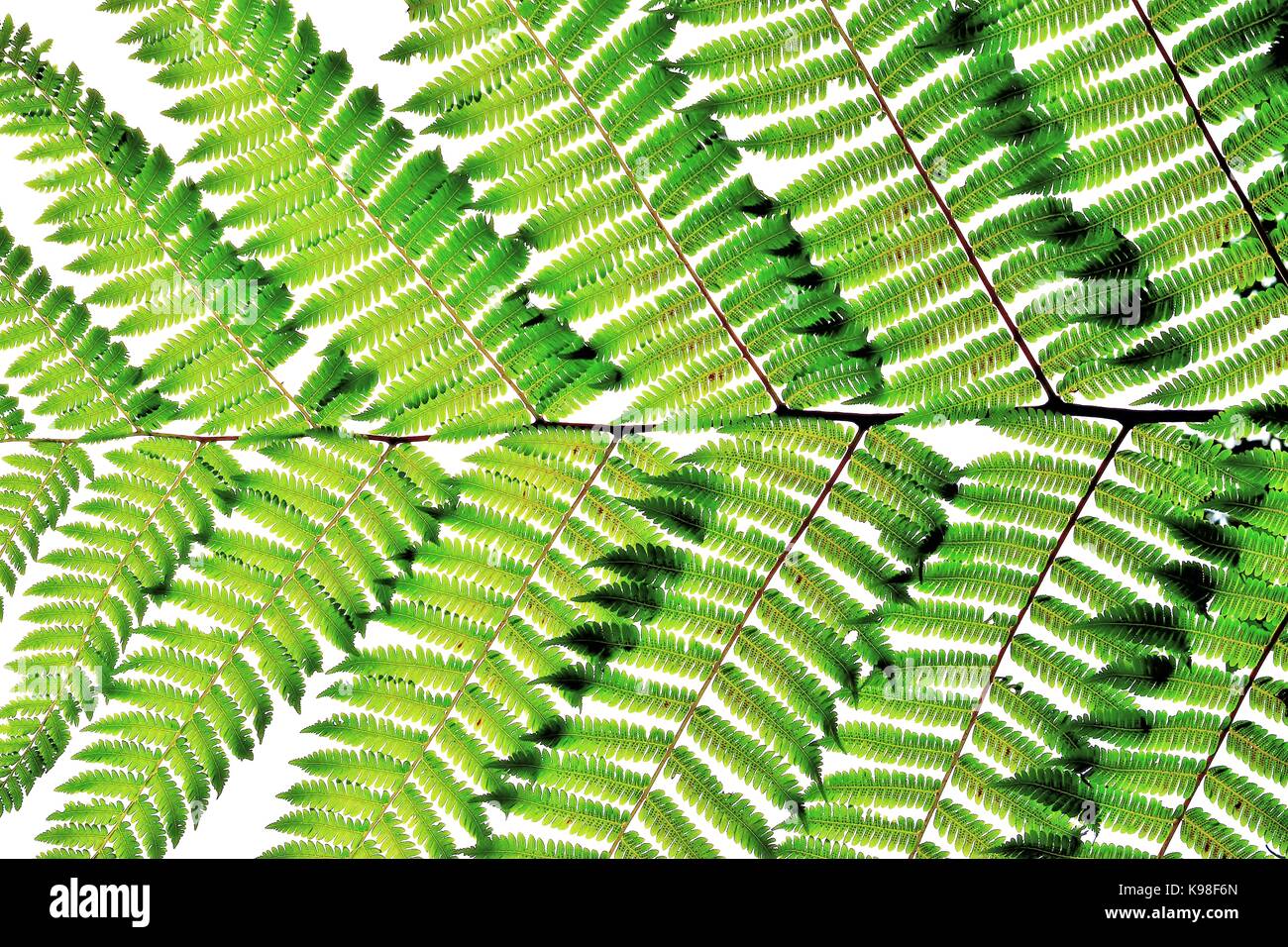 A tropical fern frond silhouetted against the sky Stock Photo - Alamy