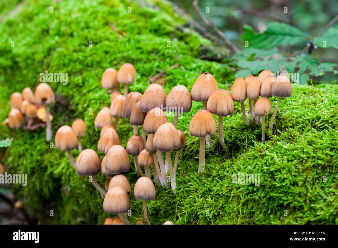 Saprophagous hires stock photography and images Alamy