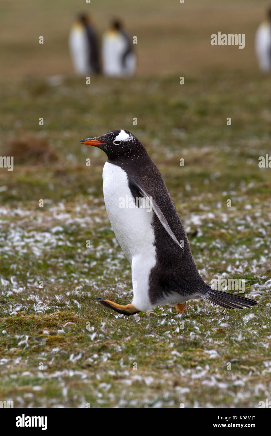 Gentoo penguin population hi-res stock photography and images - Alamy