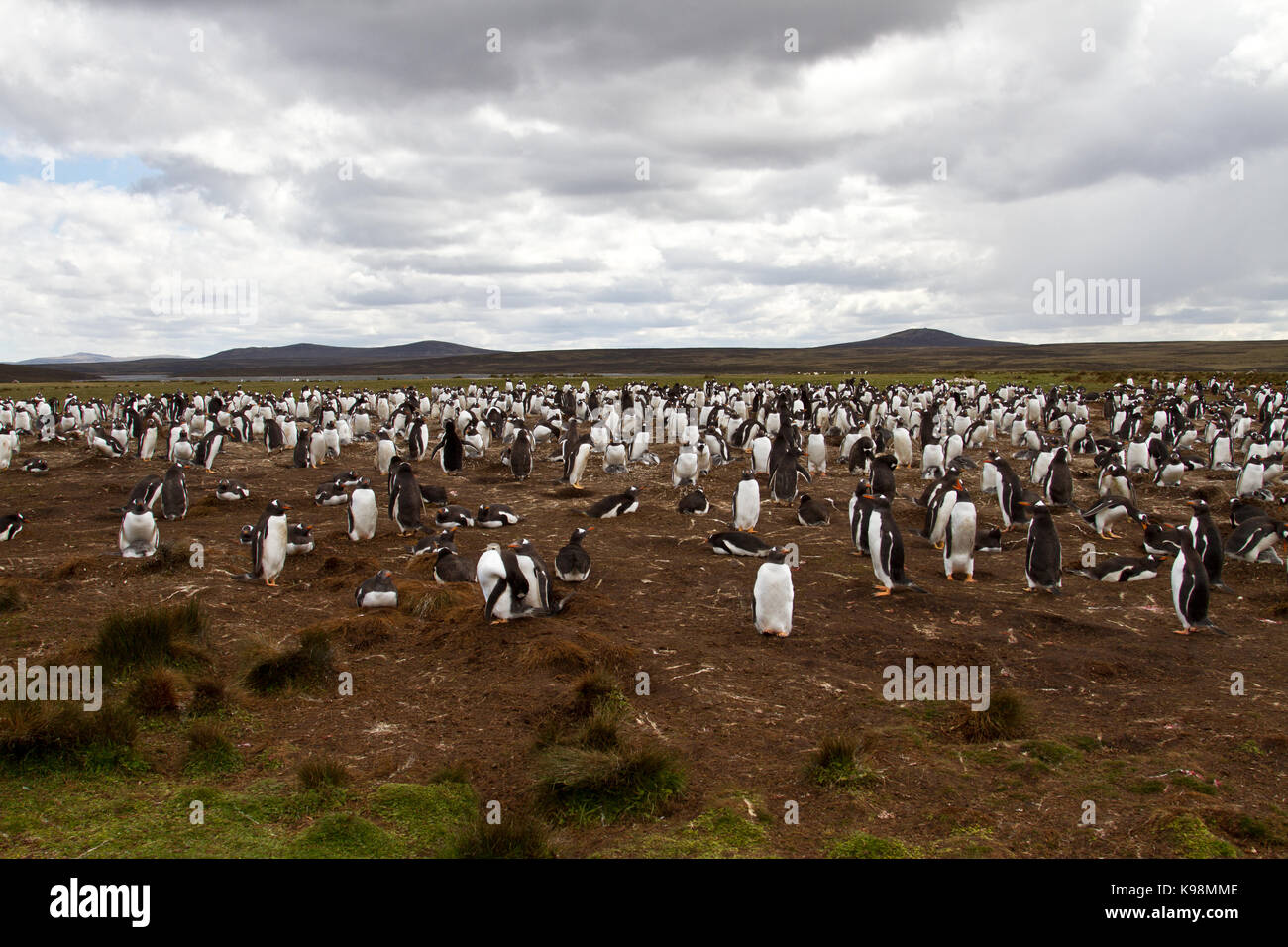 Gentoo penguin population hi-res stock photography and images - Alamy