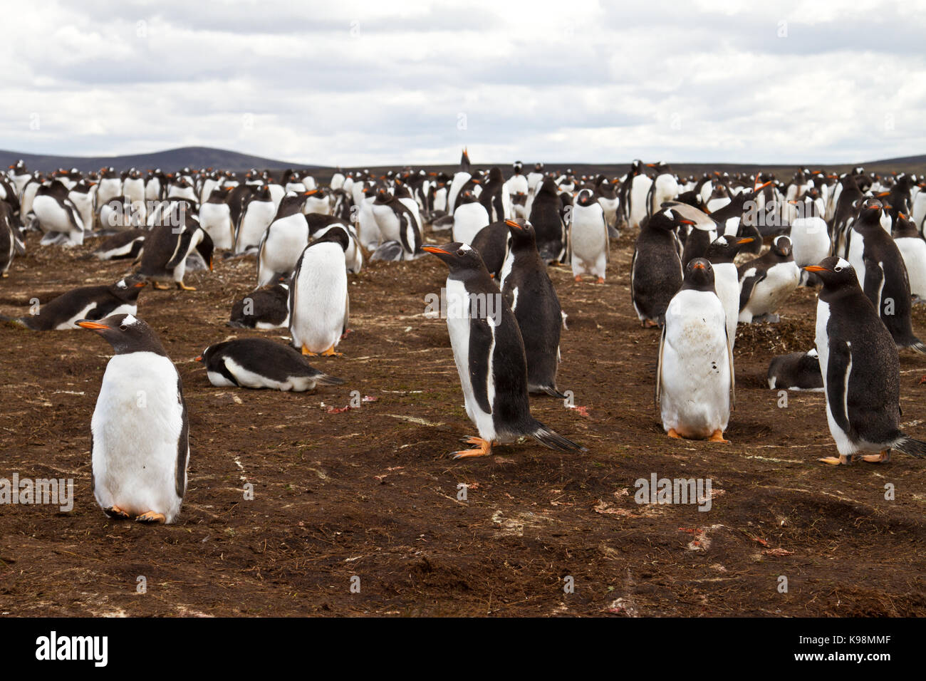 Gentoo penguin population hi-res stock photography and images - Alamy
