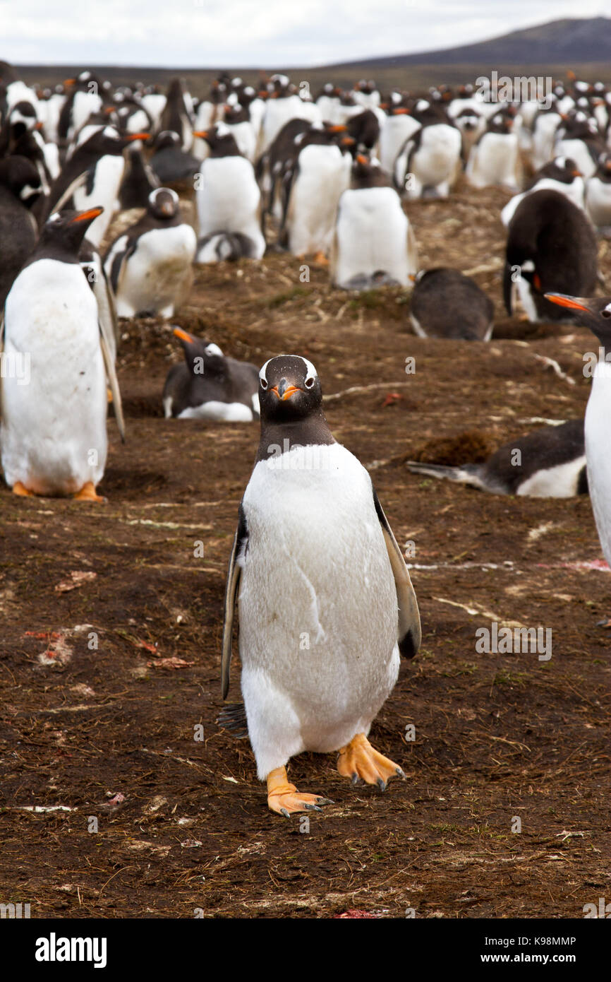 Gentoo penguin population hi-res stock photography and images - Alamy