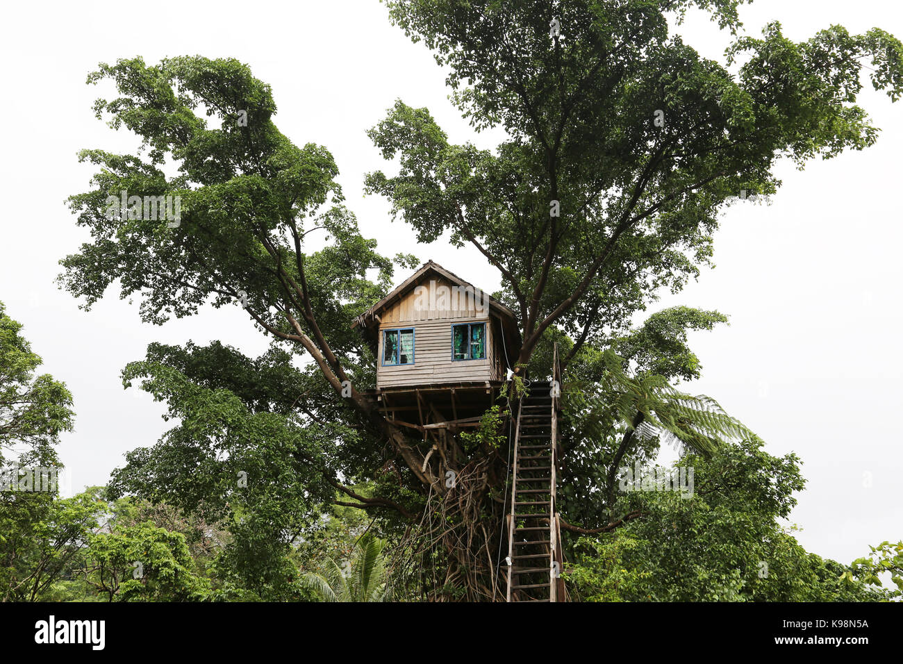 Forest Tree House Jungle High Resolution Stock Photography and Images