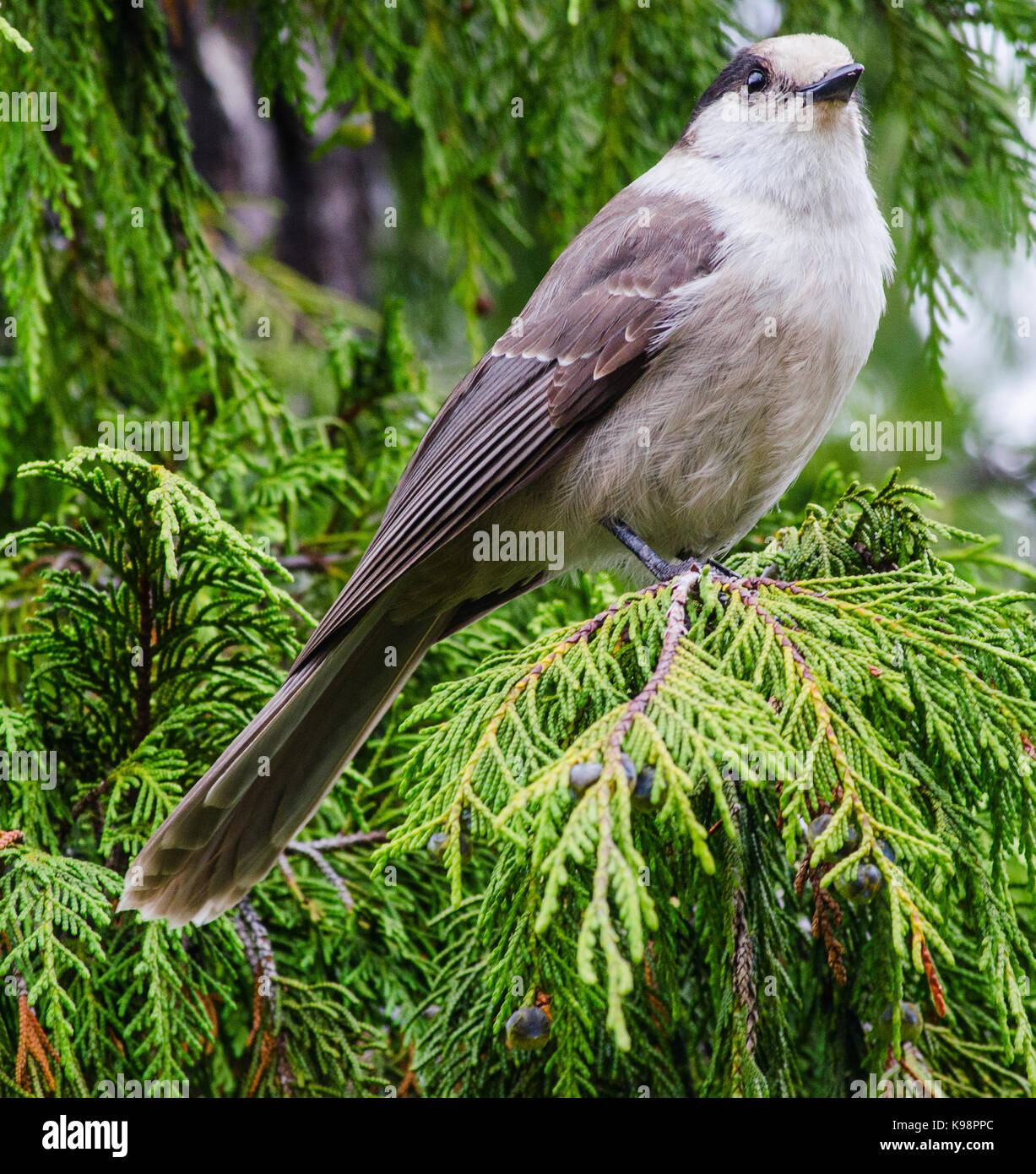 Whiskey jack birds hires stock photography and images Alamy