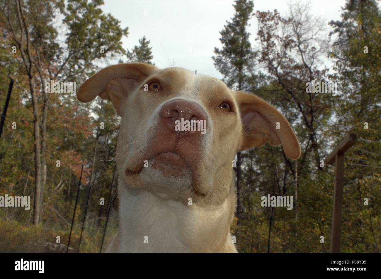 Yellow Lab Pitbull Mix Puppy
