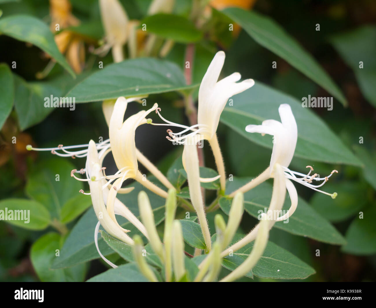 close up of honeysuckle outside in garden ; England; Essex Stock Photo