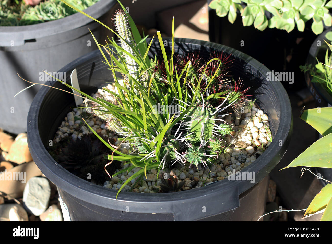 Grass and weeds growing in a pot of Euphorbia plants Stock Photo