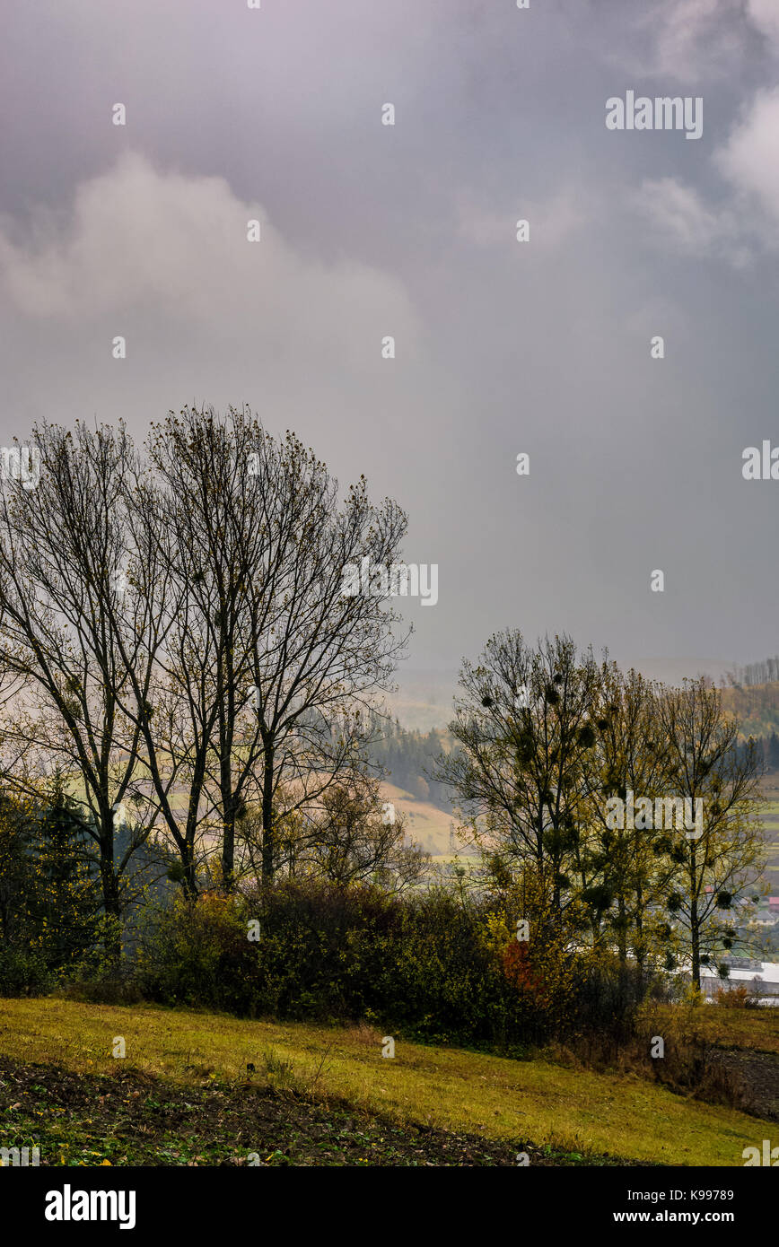 trees on hillside in rainy weather. lovely countryside landscape in mountains Stock Photo