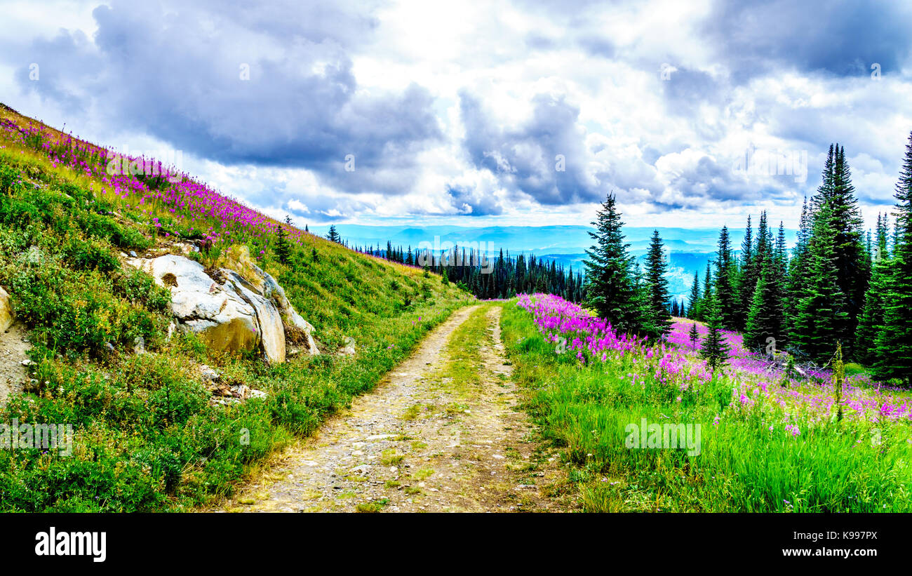 Wildflowers british columbia hi-res stock photography and images - Alamy