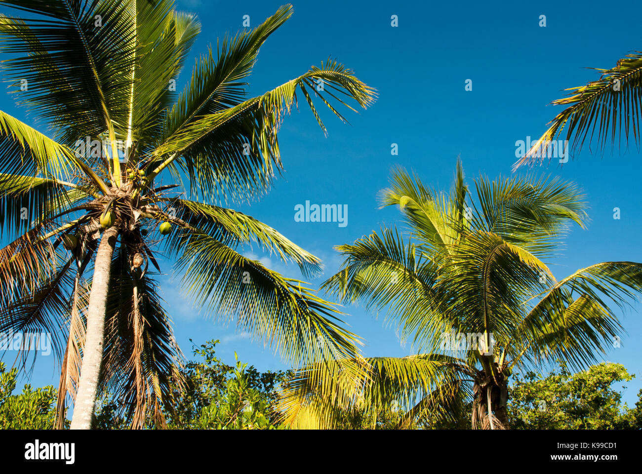 Coconut plant at Nativos beach, Trancoso, Bahia, Brazil Stock Photo