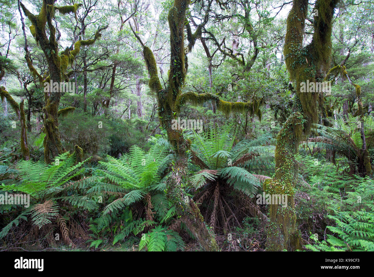 Mossy temperate forest with tree ferns in New England National Park, NSW, Australia Stock Photo