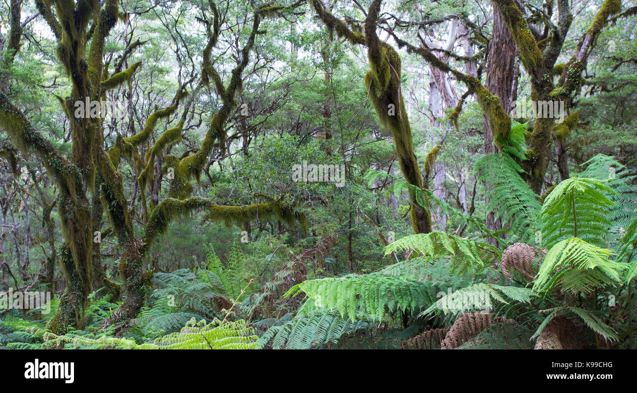 Mossy temperate forest with tree ferns in New England National Park, NSW, Australia Stock Photo