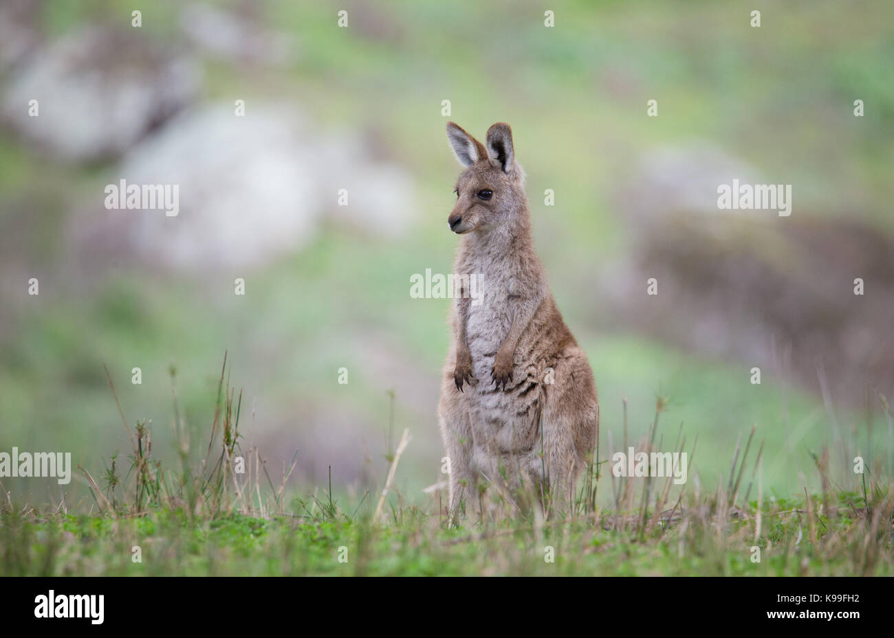 Eastern Grey Kangaroo (Macropus giganteus) joey, NSW, Australia Stock Photo