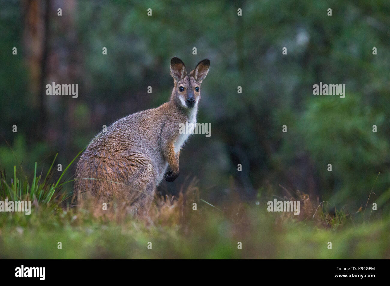 Red-necked Wallaby (Macropus rufogriseus), Blue Mountains, NSW, Australia Stock Photo